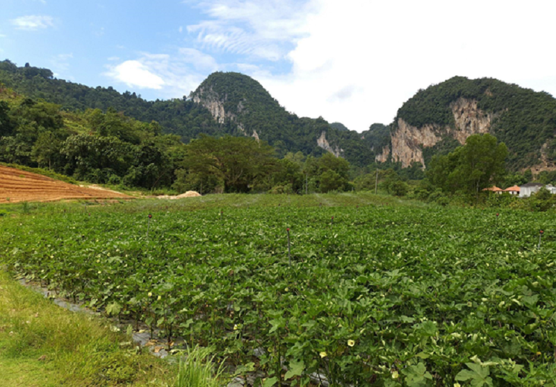 Sunway City Ipoh's organic farm, located adjacent to The Banjaran Hotsprings Retreat, produces pesticide-free fruits and vegetables with fresh water from the mountains. ― Picture courtesy of Sunway