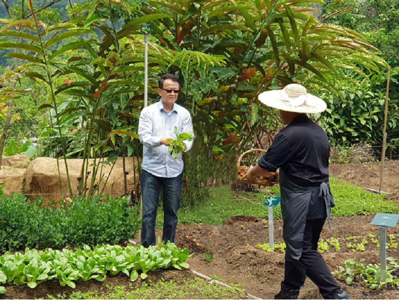 Tan Sri Dr Jeffrey Cheah picking out fresh vegetables at Sunway City Ipoh’s organic farm. ― Picture courtesy of Sunway