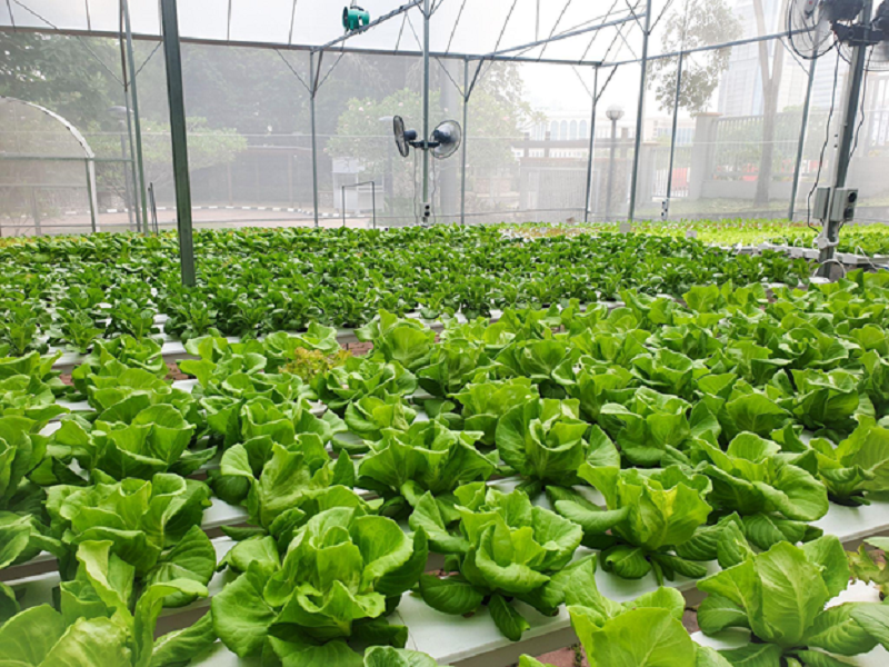 Sunway FutureX Farm in Sunway City Kuala Lumpur. ― Picture courtesy of Sunway