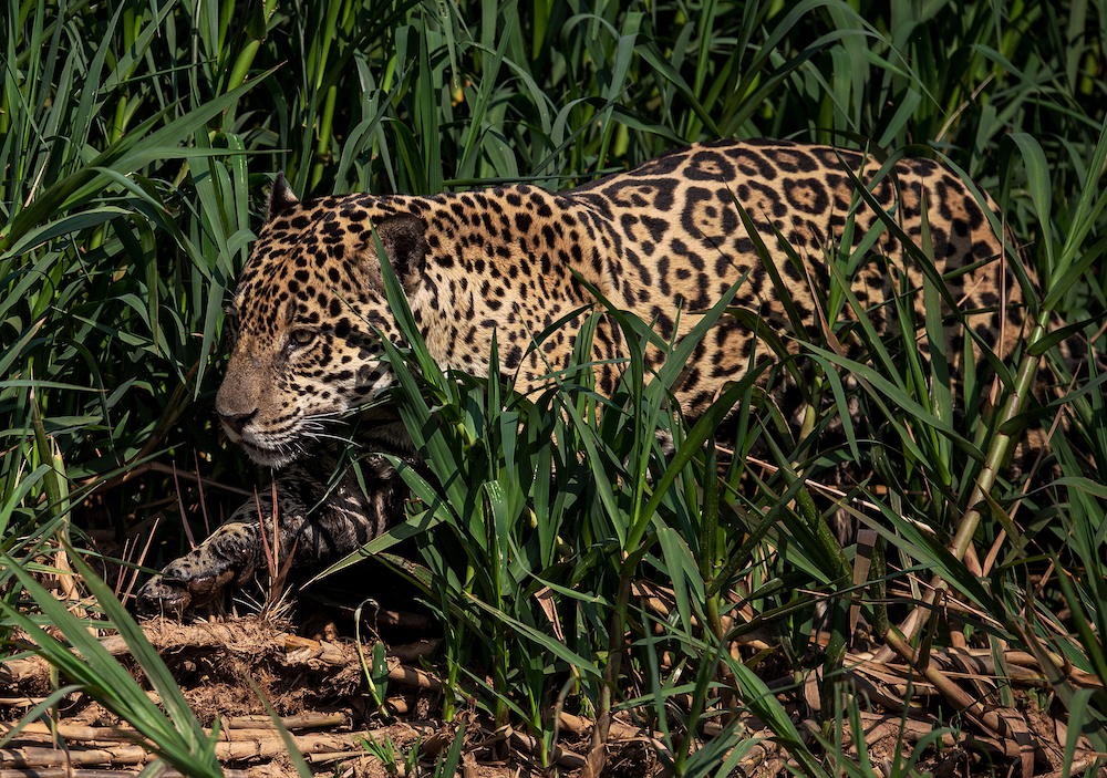 A jaguar looks for a prey in Porto Jofre, Pantanal, Mato Grosso state, Brazil September 2, 2021. u00e2u20acu201d AFP pic