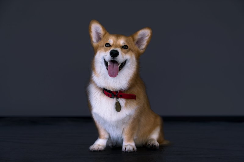Ein is an intelligent ‘data dog’ who is part of the Bebop crew. — Picture courtesy of Netflix