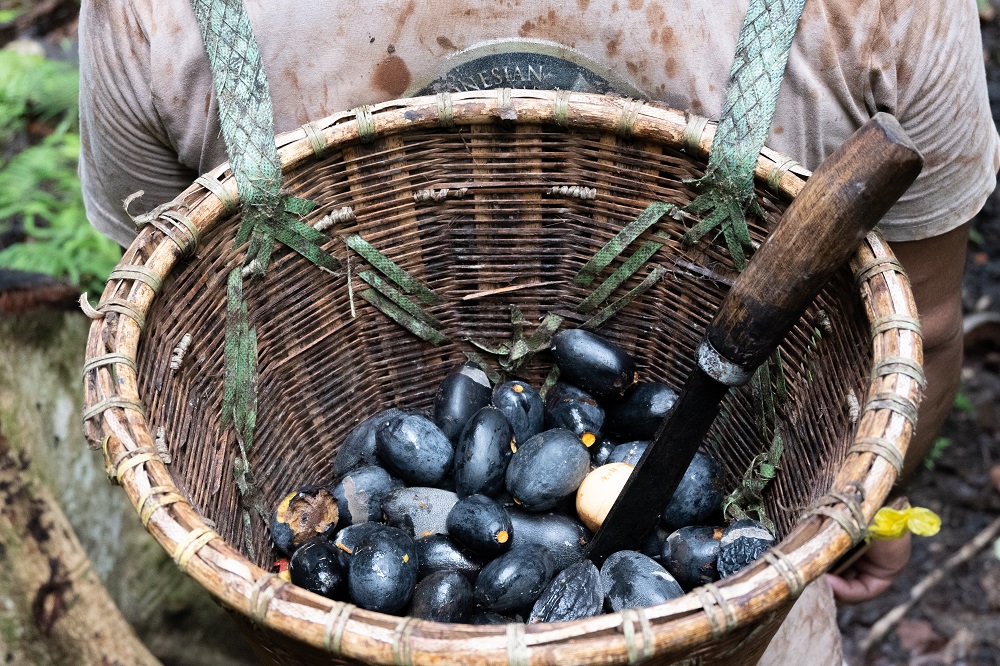 A farmer gathers kenari nuts in a grove behind Sebelei village on Makian island, North Maluku province, Indonesia June 7, 2021. — Picture by Thomson Reuters Foundation/Harry Jacques