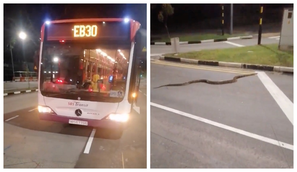 The SBS Transit bus driver thought he had spotted a fallen object on the road at first.  u00e2u20acu201d  Screen capture from Facebook/Singapore Wildlife Sightings