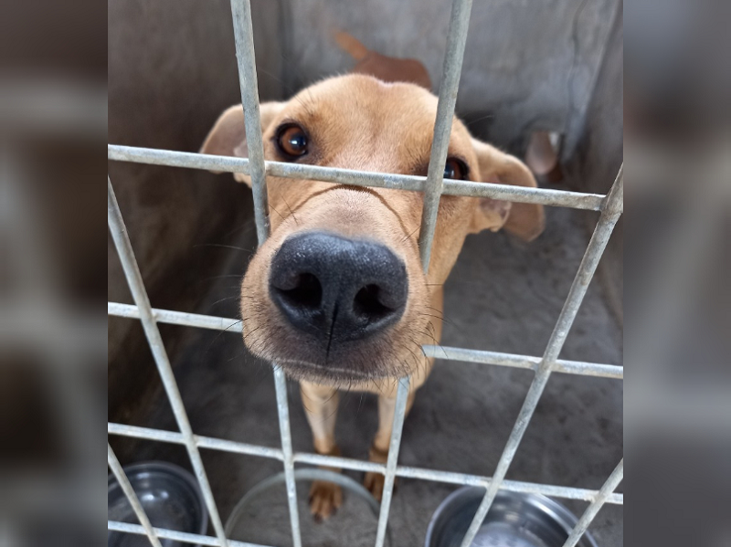 nBefore the setting up of International Aid for the Protection and Welfare of Animals (IAPWA) Penang, strays like this are put to sleep. u00e2u20acu201d Picture via Facebook/ IAPWA Penang