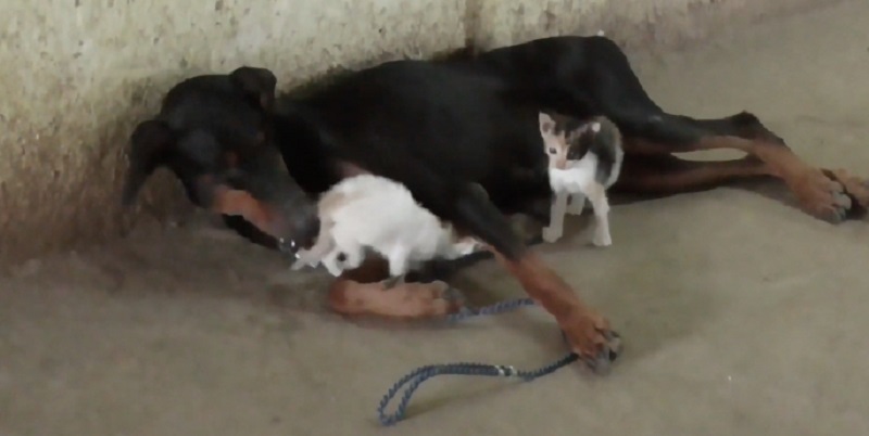 A Doberman in India helped to care for three kittens after they lost their mother following their birth. u00e2u20acu201d Screen capture via YouTube