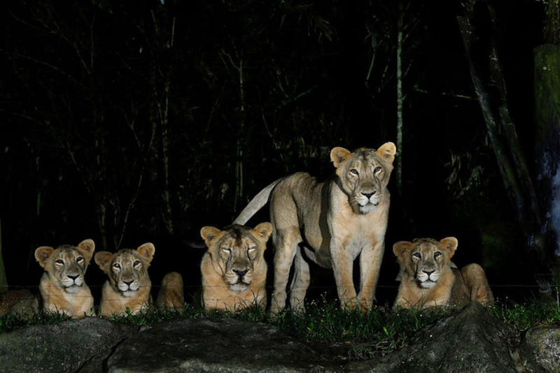 Asiatic lions at the Night Safari. u00e2u20acu201d Mandai Wildlife Reserve via TODAY