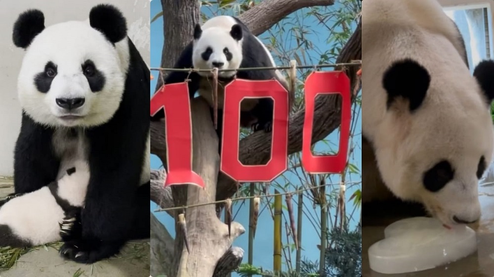 Jia Jiau00e2u20acu2122s cub to be named by next month after deciding one of the five names suggested by the public. u00e2u20acu201d Picture via Instagram/Mandai Wildlife Reserve