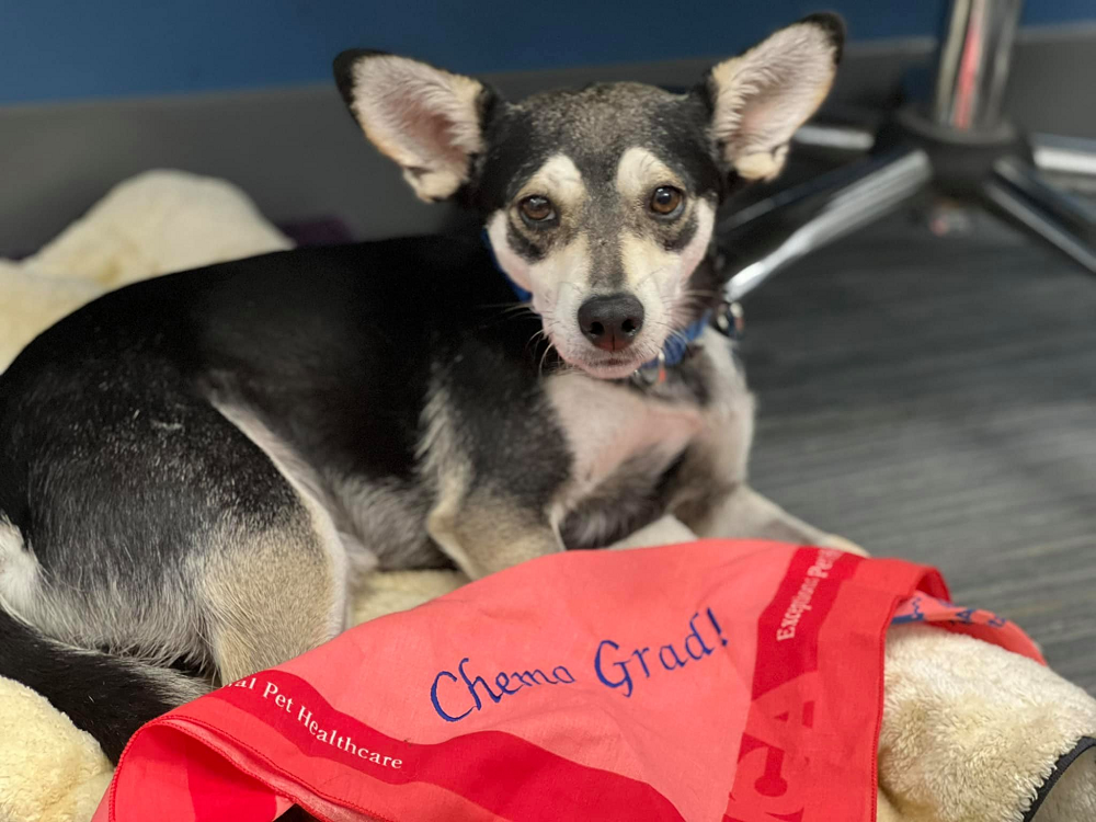 Eric the three-year-old chihuahua has beaten cancer and also found his forever home after being abandoned on the streets. u00e2u20acu201d Picture via Facebook/ San Diego Humane Society