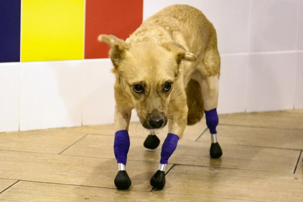 nMonika, who was found with no paws, is now given a new leash of life thanks to prosthetic legs. u00e2u20acu201d AFP picn
