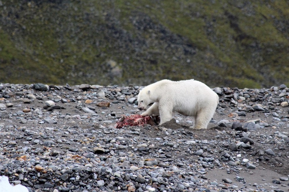 This handout photo taken on August 21, 2020 and obtained from Polish biologist Izabela Kulaszewicz of the University of Gdansk on November 26, 2021 shows a female polar bear feeding on the carcass of a reindeer on the Svalbard archipelago, Norway. u00e2u20acu201d AFP