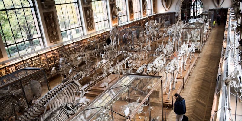 The Grande Galerie de l'u00c3u2030volution will come to life on December 1 with a soundtrack composed by Rone. u00e2u20acu201d AFP pic