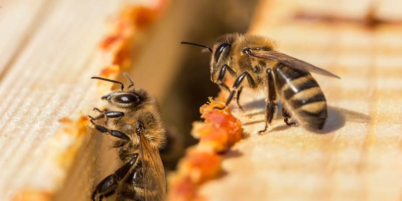 Bees are an indispensable part of the natural environment, pollinating the majority of the food we eat. u00e2u20acu201d ETX-Studio picnn