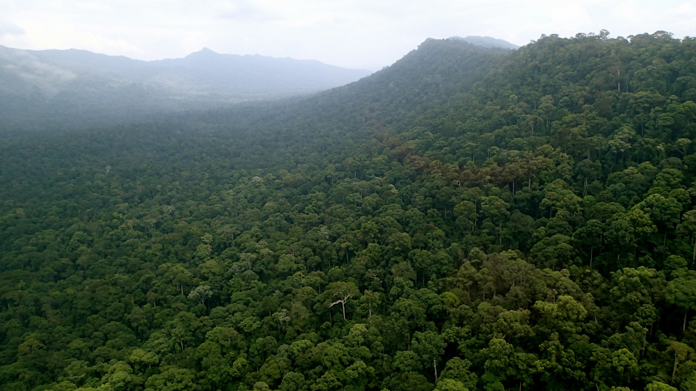 A view of the Imbak Canyon Conservation Area. u00e2u20acu201d Picture by LEAP