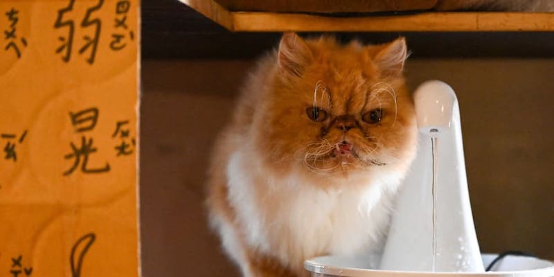 The 15 feline residents of the Mao Thai Thai cat cafe in Taiwan are among volunteer taste testers sampling a new cat food containing a rather unusual base ingredient u00e2u20acu2022 silkworm pupae. u00e2u20acu2022 ETX Studio pic