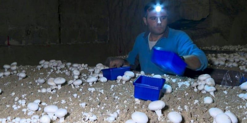 Paris mushroom farmers fight to keep tradition alive. u00e2u20acu2022 ETX Studio picnn