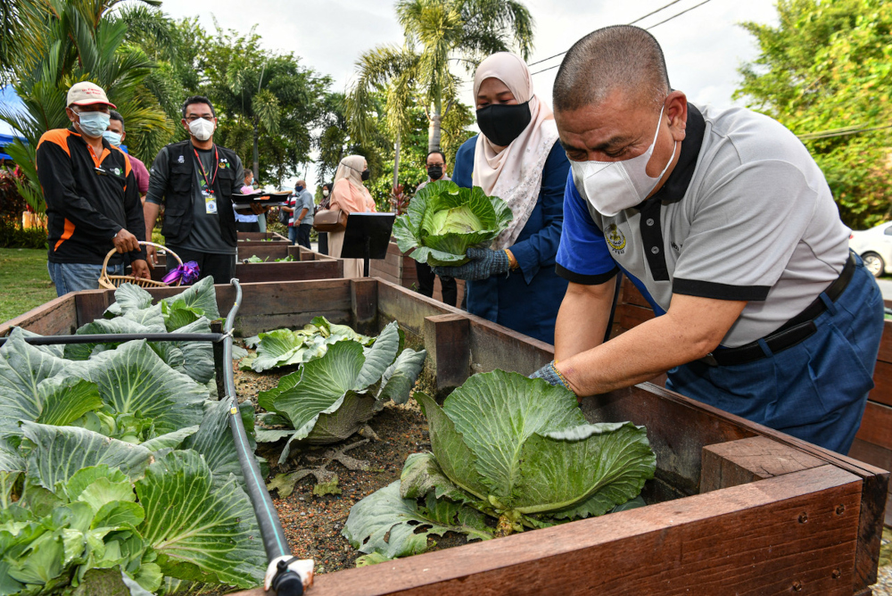 Perak Mentri Besar Datuk Seri Saarani Mohamad at the urban agriculture promotional plot near the Perak Mentri Besaru00e2u20acu2122s residence, November 30, 2021. u00e2u20acu201d Bernama pic 