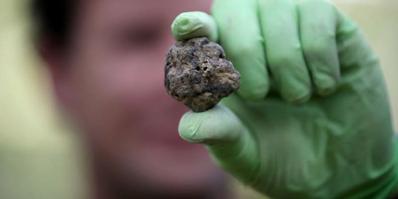 A forest scientist and field mycologist who samples truffles Zeljko Zgrablic shows white truffle he just found in the forest near the Istrian town of Motovun. u00e2u20acu201d ETX-Studio picnnnnnn