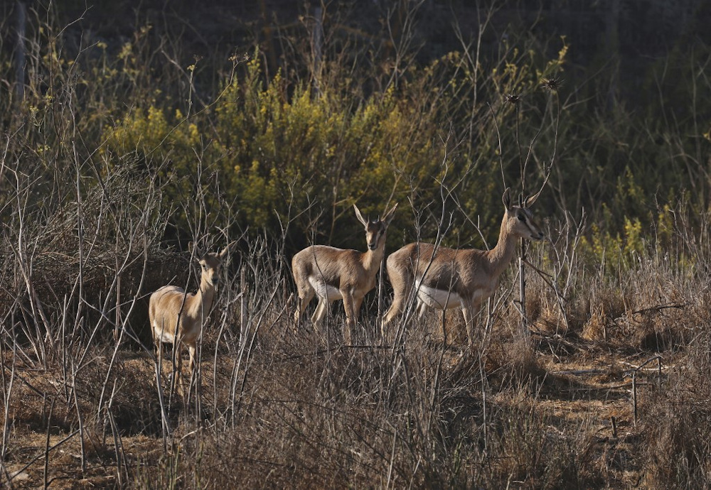 A picture taken on October 24, 2021 shows Mountain Gazelles at the Gazelle Valley, an urban nature reserve in the heart of Jerusalem. u00e2u20acu201d AFP pic