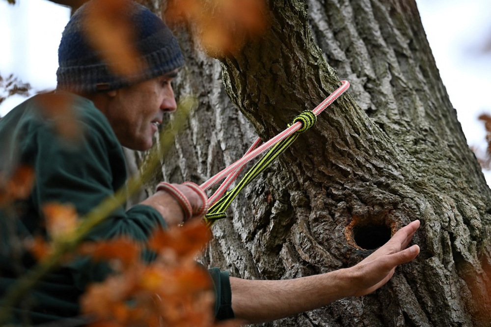 Bee conservationist Filipe Salbany surveys a honeybee colony located in an oak tree in the High Park on the Blenheim Estate in Oxfordshire on November 20, 2021. u00e2u20acu201d AFP pic