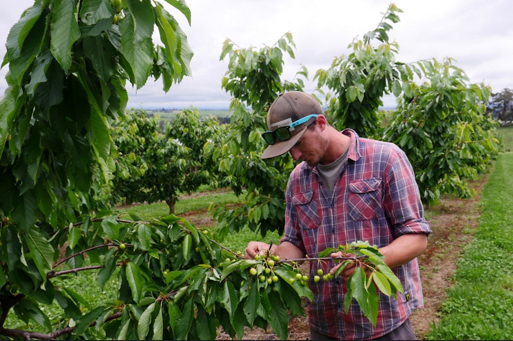 This picture taken on November 11, 2021 shows worker inspecting cherries at a cherry farm located in the rural New South Wales state town of Nashdale. u00e2u20acu201d AFP pic