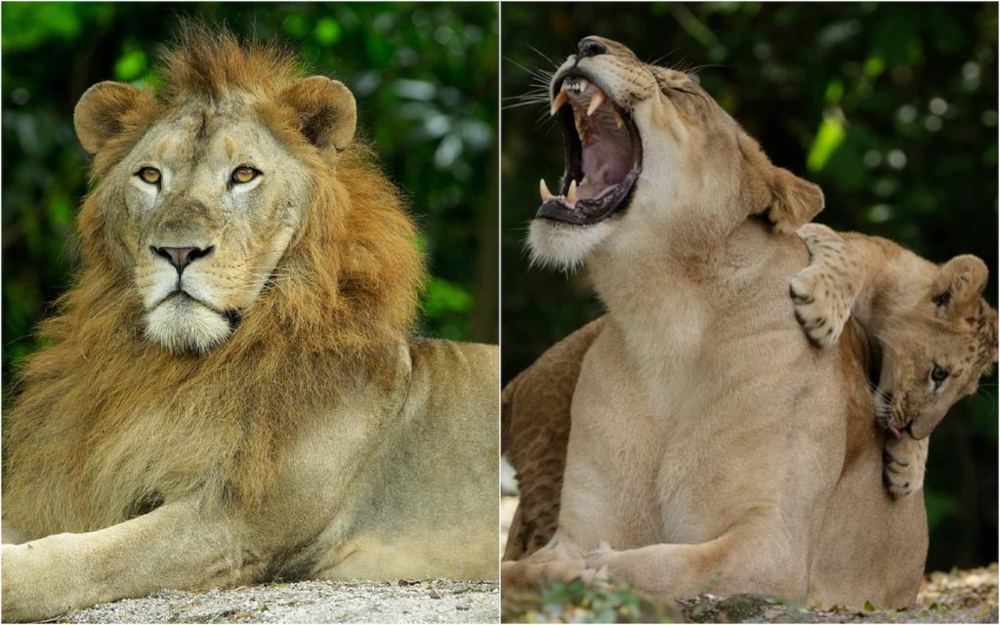 African lions at the Singapore Zoo. u00e2u20acu201d Mandai Wildlife Reserve/Facebook pic via TODAYnn