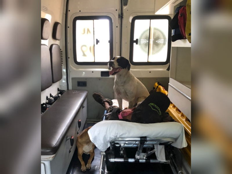 Two pet dogs accompanied their owner to the hospital in an ambulance at Sao Paulo, Brazil after he suffered convulsions. u00e2u20acu2022 Picture via Facebooknn