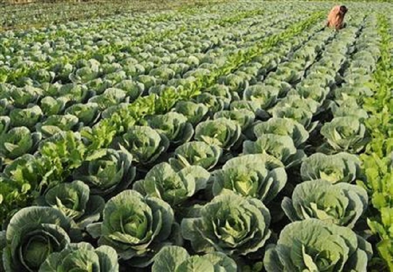 Taiwan police arrested 11 women after they helped themselves to cabbage in a farm thinking the farm had been abandoned. u00e2u20acu2022 Reuters pic