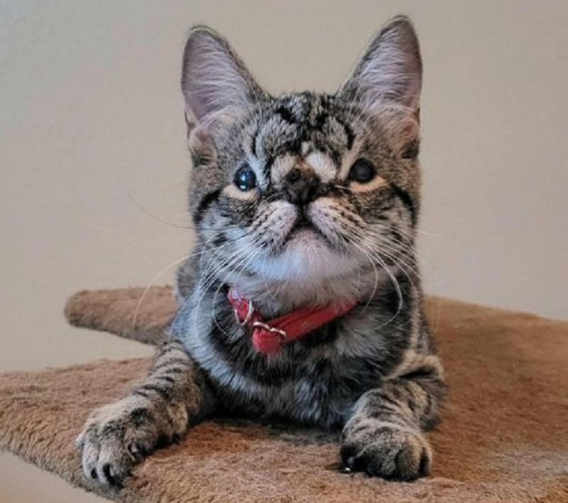 Kaya, who is born with a congenital facial abnormality, is looking for her forever home. u00e2u20acu2022 Picture via Facebook/ ToRescue.org