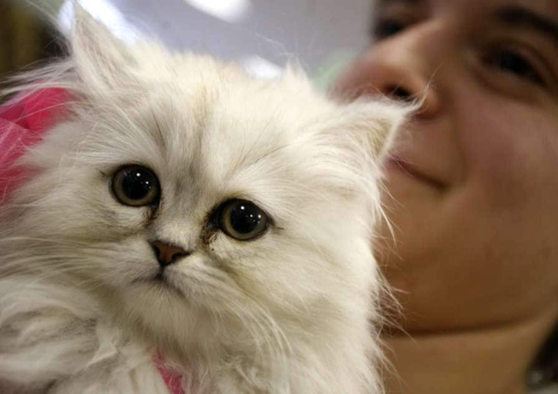 Passengers onboard a flight were left dumbstruck when a woman breastfed her cat. u00e2u20acu201d AFP picnn