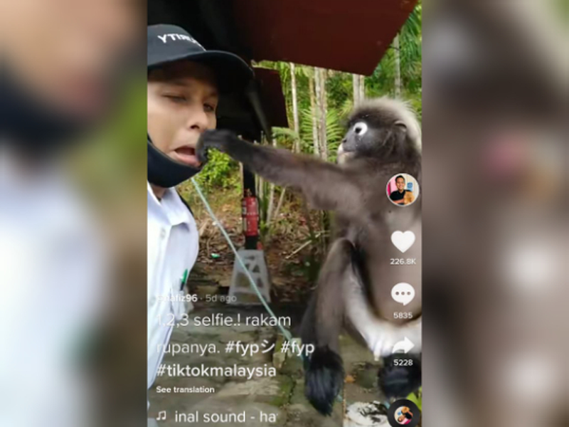 Security guard Muhamad Hafiidz Hamzah is highly sought after now thanks to Lisa the Dusky leaf monkey. u00e2u20acu201d TikTok screencap