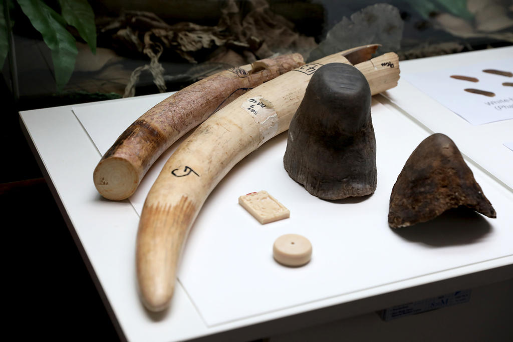 Samples of ivory and rhino horn at a roving exhibition at the Bukit Timah Nature Reserve's visitor centre gallery on November 12, 2021. The exhibition relates to proposed amendments to the Endangered Species (Import and Export) Act. u00e2u20acu2022 TODAY pic