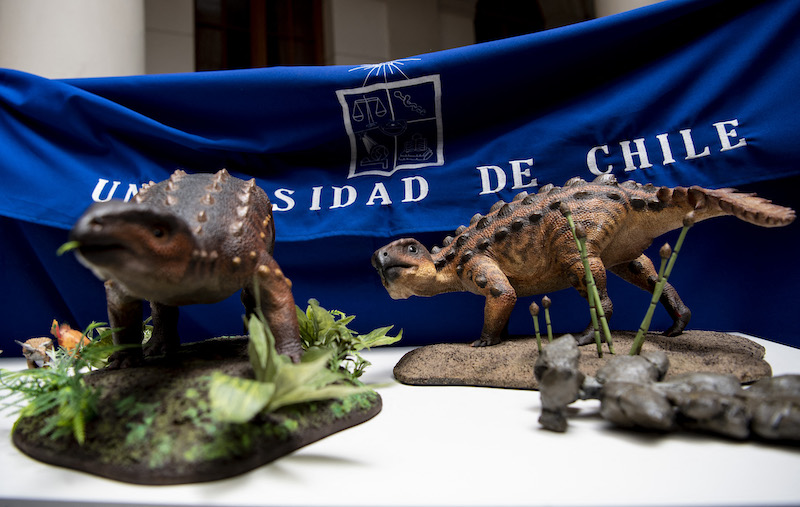 View of models of a Stegouros elengassen, a new species of non-avian dinosaur which remains were discovered intact in the Patagonia, as its remains are displayed in Santiago December 1, 2021. u00e2u20acu201d AFP pic