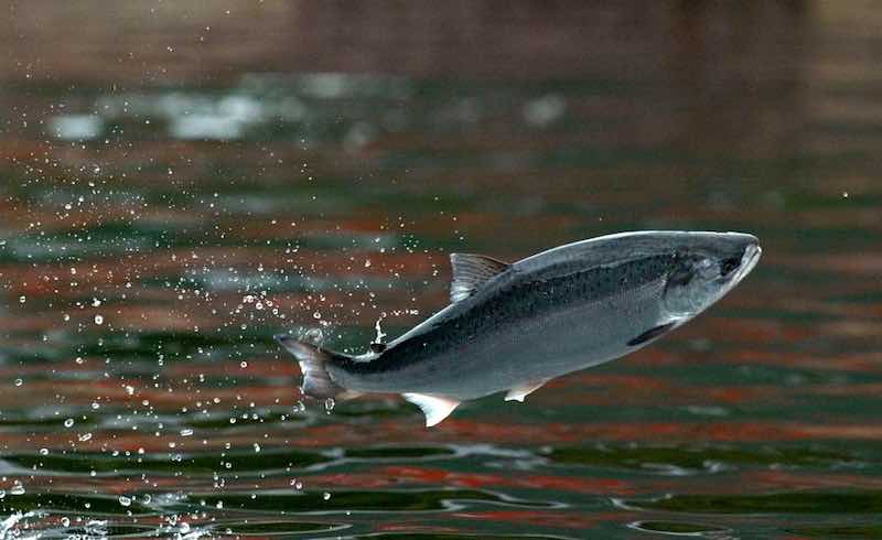 Scientists in China have developed a sustainable and biodegradable plastic from salmon sperm and vegetable oil. u00e2u20acu201d Reuters pic