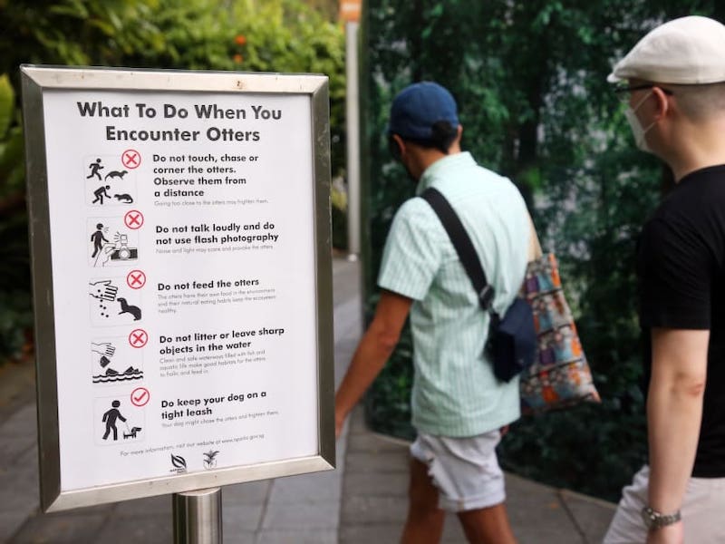 A sign advising visitors on what to do should they encounter otters is seen at the Singapore Botanic Gardens on December 7, 2021. — TODAY pic