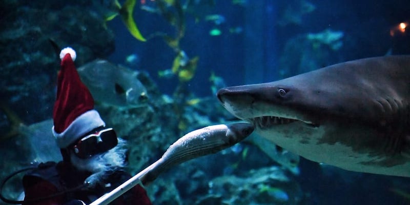 A diver dressed as Santa Claus feeds a shark at the Sea Life Bangkok Ocean World aquarium. u00e2u20acu201d AFP pic
