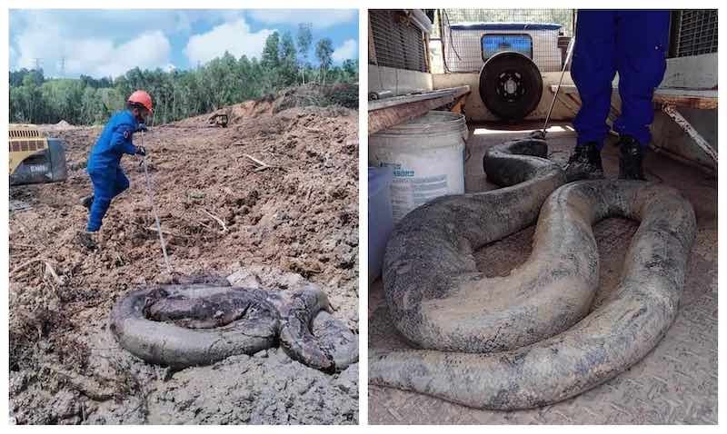 The giant snakes shocked workers who were on duty at the site. u00e2u20acu201d Pictures from Twitter/ Official Angkatan Pertahanan Awam Malaysia