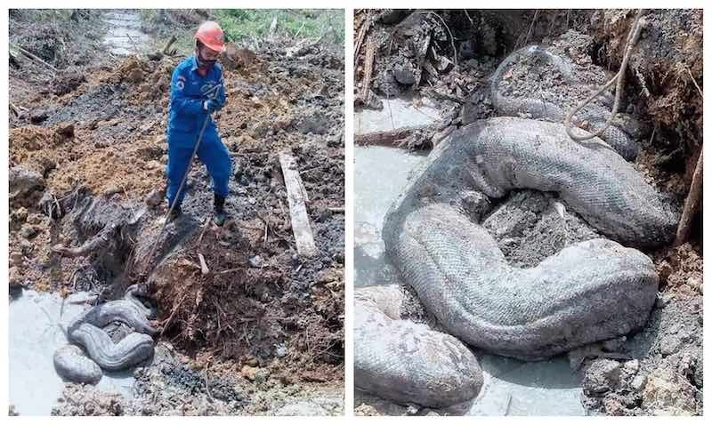 A Malaysian Civil Defence Force personnel is seen extracting the snake from the construction site. — Pictures from Twitter/ Official Angkatan Pertahanan Awam Malaysia