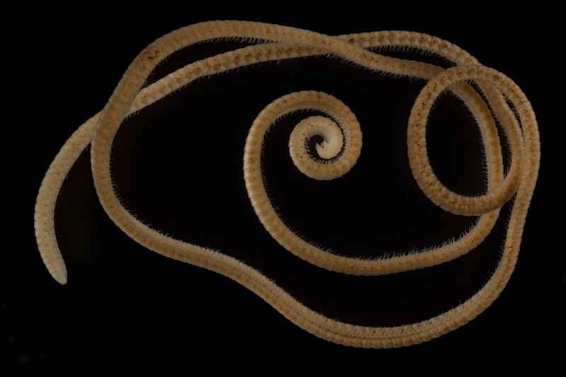 A female individual of the newly identified millipede species Eumillipes persephone discovered deep underground in Australia is seen in this undated photograph. u00e2u20acu201d Marek et al/Scientific Reports/Handout via Reuters