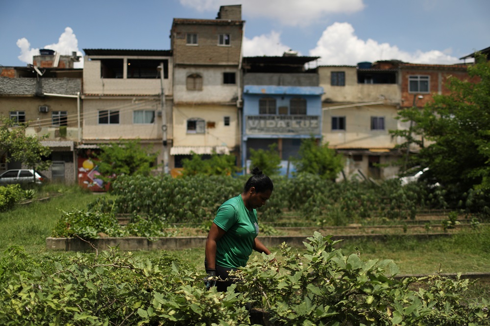 A woman works at the Horta de Manguinhos, the biggest urban garden in Latin America, in Rio de Janeiro December 3, 2021. — Reuters pic