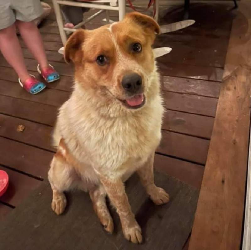Butter saved a family in Southwest Virginia from fire by barking. u00e2u20acu201d Picture via Facebook/ Charity Golloway
