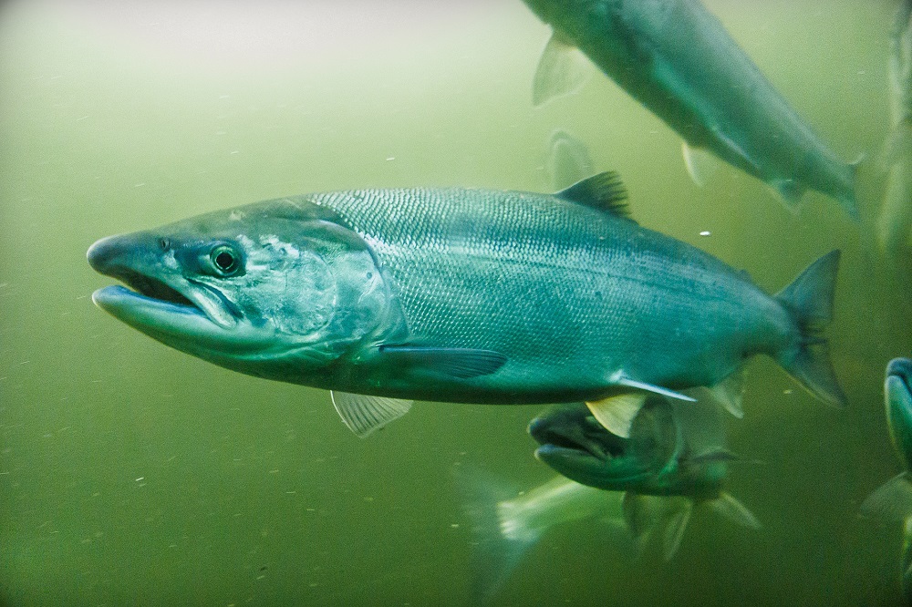 Could salmon sperm play a role in reducing plastic pollution? u00e2u20acu201d Shutterstock pic via ETX Studio