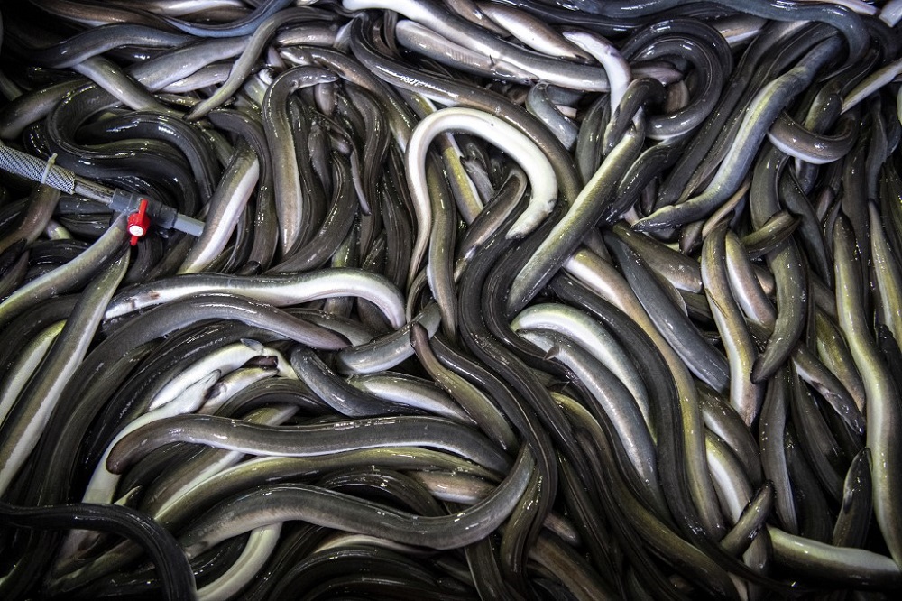 In this photo taken on April 16, 2021, eels are seen at a sorting station in Hamamatsu, Shizuoka prefecture. u00e2u20acu201d AFP pic