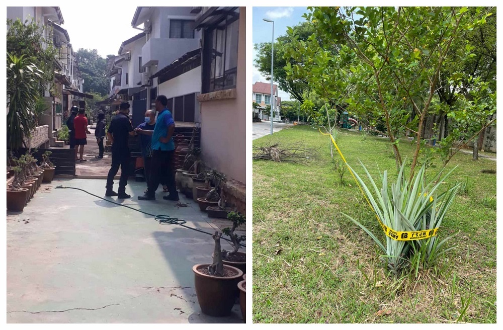 Subang Jaya residents are no longer allowed to grow fruit trees or veggies outside their homes had many clicking. — Picture courtesy of Subang Jaya residents.