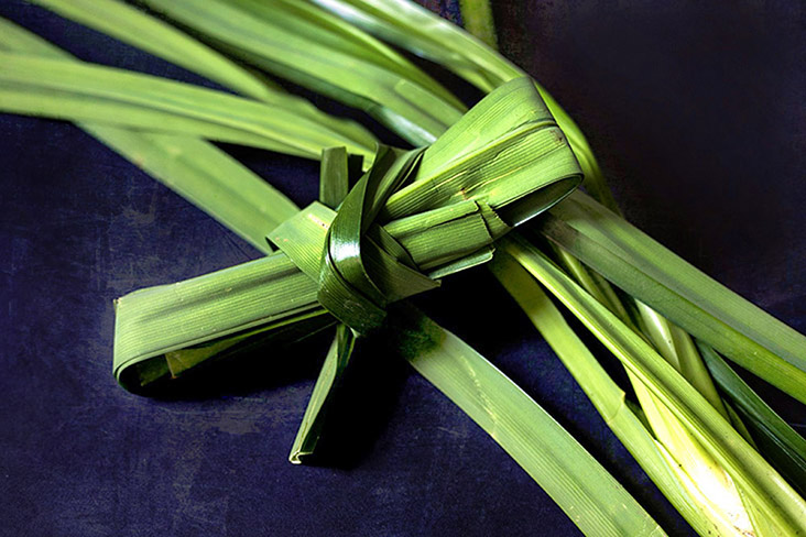 Fragrant pandan leaves, known as 'bai toei' in Thai.
