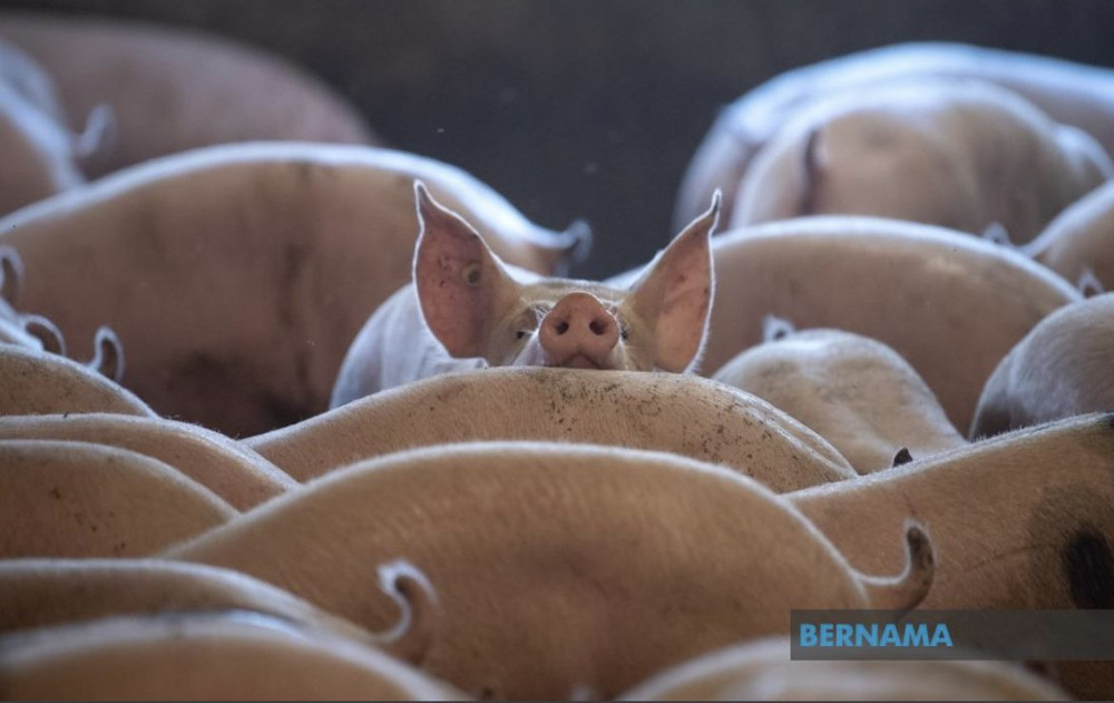 Datuk Seri Ahmad Hamzah said the culling of 6,000 pigs suspected of being infected with the African Swine Fever  virus would be done soon. u00e2u20acu201d Picture via Twitter/Bernama