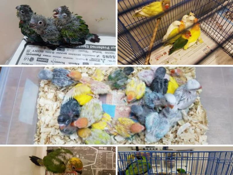 Rosly Abdul Rahim was offered S$100 (RM422) to collect the birds from Malaysia and transport them to Singapore. u00e2u20acu201d Picture via Facebook/Immigration & Checkpoints Authority