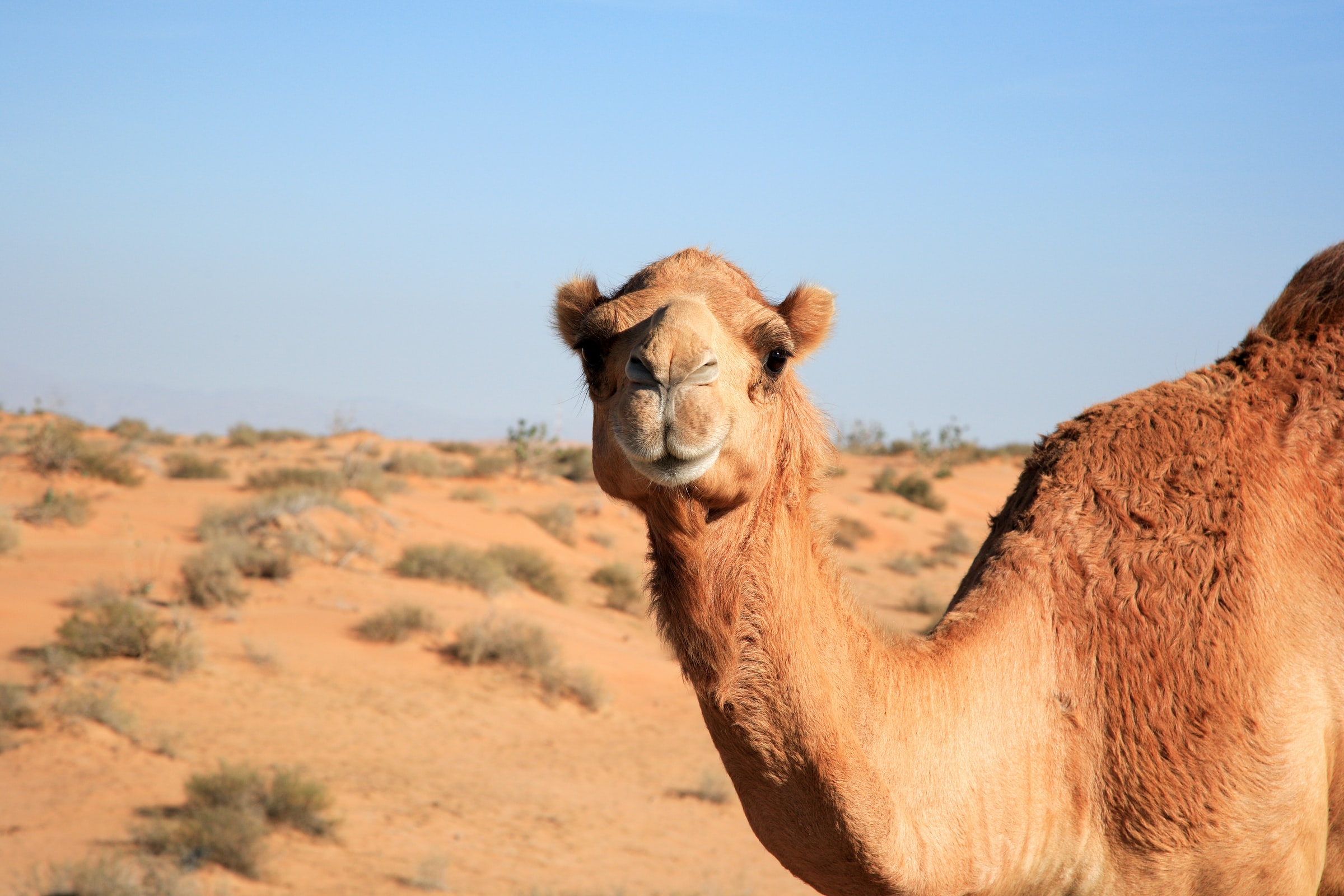 A US$66 million prize money is up for grabs at the King Abdulaziz Camel Festival. u00e2u20acu201d Picture from Unsplash