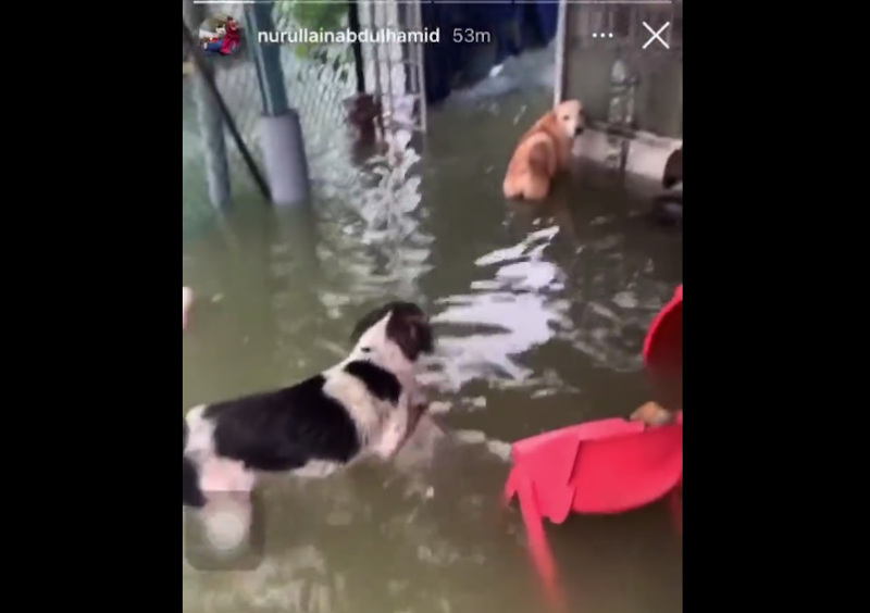 Dogs are seen in flood waters at the Taman Sri Muda animal sanctuary in Shah Alam. u00e2u20acu201d Video screencap via Twitter/@myrasuaidi