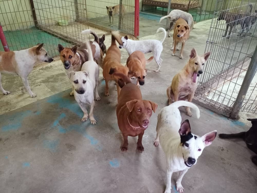 Some of the rescued dogs at MDDB's shelter in Rawang. u00e2u20acu2022 Picture courtesy of MDDB 