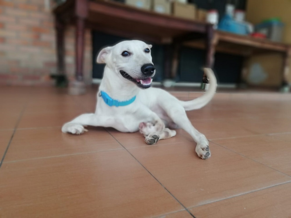 Kramer has been cared for by MDDB since he was rescued 18 months ago. ― Picture courtesy of MDDB